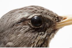 Fieldfare - Turdus pilaris